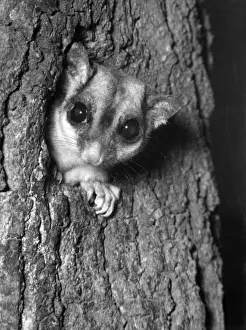 Drucke von Ein Zuckerfledermaus (oder Fliegender Zucker) ist eine kleine schwebende Eule, die in Ost- und Nordaustralien heimisch ist. Datum: 1960ern Kleine Säugetiere Drucke: Zuckerfrett