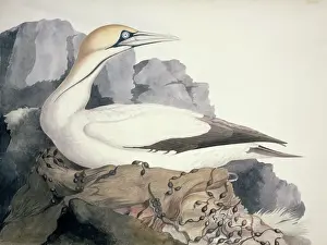 Drucke von Platte 2 aus den Wasserfarbendrucken von William MacGillivray zu seinen Zeichnungen britischer Tiere (1831 - 1841) Suliformes Drucke: Sula capensis, Kapgansuiter