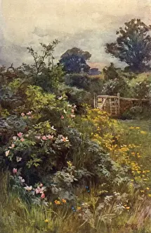Sommerheide