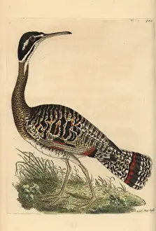 George Shaw Zoology Drucke: Sunbittern, Eurypyga helias