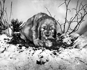 Vintage Pet Photos Drucke: Susi - with a bone in the snow