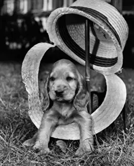 Vintage Pet Pictures Drucke: Susi - with broken straw hat