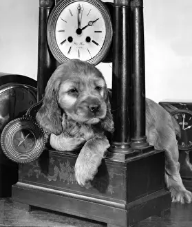Cute Dog Pictures Drucke: Susi - with carriage clock