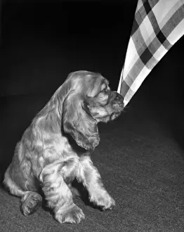 Vintage Puppy Photos Drucke: Susi - with corner of tablecloth