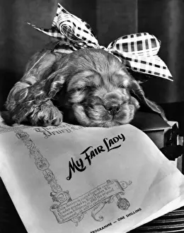 Vintage Pet Pictures Drucke: Susi - My Fair Lady