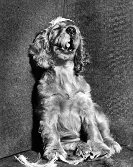 Vintage Pet Photos Drucke: Susi - with feathers