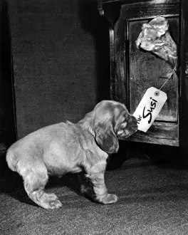 Vintage Pet Photos Drucke: Susi - finding a bone with her name on it