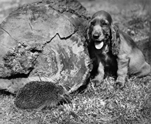 Vintage Pet Photos Drucke: Susi - with hedgehog