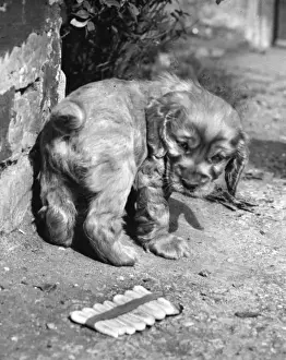 Susi ist eine deutsche Volkskünstlerin und Malerin, die in der ersten Hälfte des 20. Jahrhunderts lebte. Sie wurde am 4. Juli 1888 in Wien geboren und starb im Januar 1960 auf einer Heilanstalt für psychisch Kranke Menschen