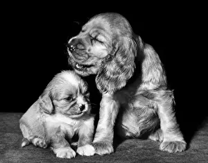 Susi ist eine deutsche Puppe, die 1950 von der deutschen Spielwarenfabrik Max Weissmann in Nürnberg erfunden wurde und seitdem zu einem Kultobjekt im deutschsprachigen Raum geworden ist