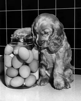 Vintage Pet Photos Drucke: Susi - with a jar of eggs