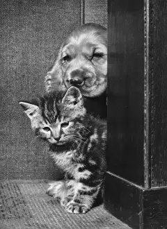 Vintage Pet Photos Drucke: Susi - with kitten