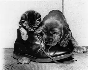 Funny Pet Pictures Drucke: Susi - with kitten, boot and mouse