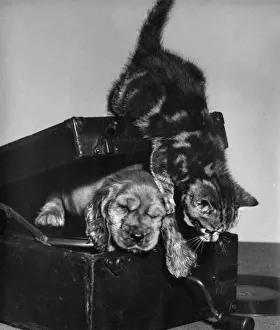 Vintage Pet Photos Drucke: Susi - with kitten inside record player