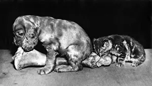 Vintage Kitten Pictures Drucke: Susi - with kitten and large bone