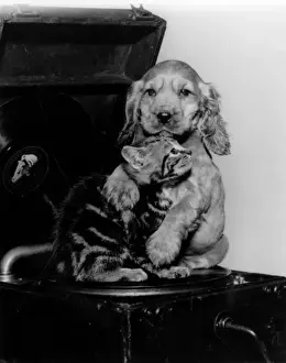 Tabby Kitten Pictures Drucke: Susi - with kitten and record player