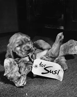 Vintage Pet Photos Drucke: Susi - with large bone