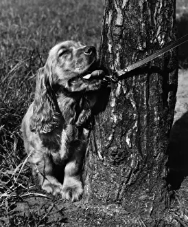 Vintage Pet Photos Drucke: Susi - on lead, by tree trunk