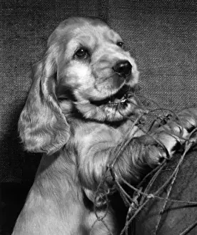 Vintage Dog Images Drucke: Susi - looking innocent