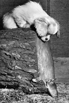 Humorous Animal Moments Drucke: Susi - looking down at a mouse