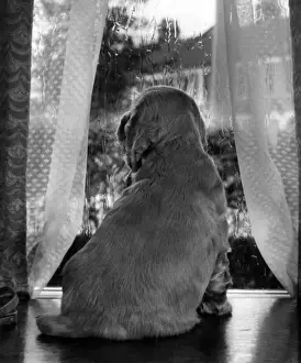 Funny Dog Moments Drucke: Susi - looking through a window