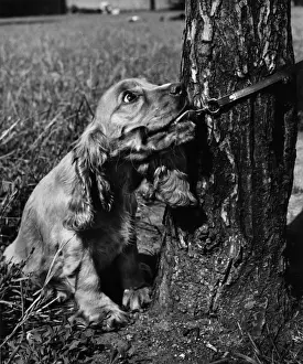 Vintage Pet Photos Drucke: Susi - pulling on lead, by tree trunk