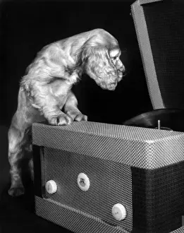 Funny Dog Photos Drucke: Susi - with record player