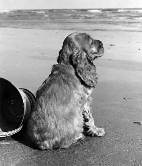 Susi am Meer
