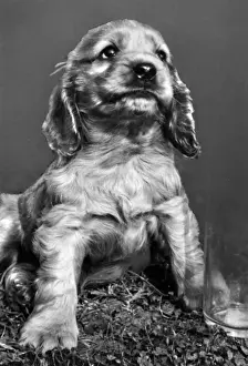 Funny Dog Photos Drucke: Susi - sitting on grass