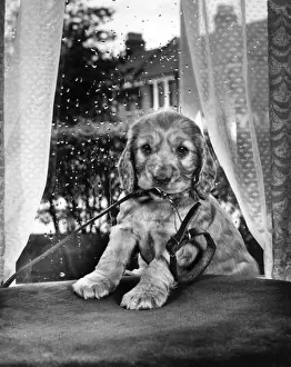 Vintage Puppy Photos Drucke: Susi - sitting by the window
