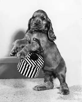 Cute Dog Pictures Drucke: Susi - with a small hatbox