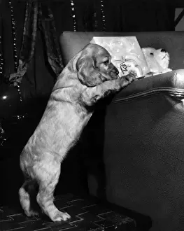 Vintage Puppy Photos Drucke: Susi - at the side of a sofa