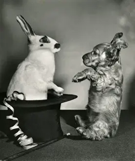 Vintage Pet Photos Drucke: Susi - surprised by rabbit