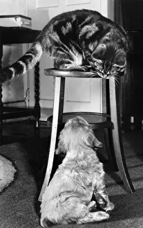 Tabby Cat Pictures Drucke: Susi - with tabby cat