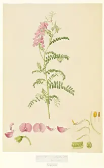 Schwanzschnabelpapagei