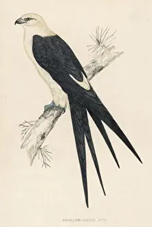 Drucke von amerikanischer Schwanzschwalbenfalken (Elaboides furcatus) Schwalbenschwanzweih Drucke: Schwalbenschwanz-Käfer