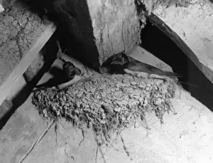 Retro Bird Photography Drucke: Swallows Nest
