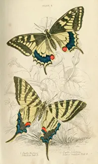Schmetterlinge der Taube