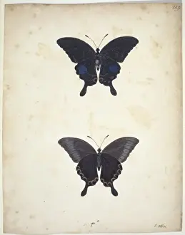 Lepidoptera Illustrations Drucke: Swallowtail butterfly