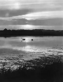 Hampshire England Landscape Drucke: Swan Sunset