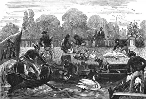 Swan Upping Drucke: Swan Upping - 3