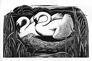 British Wildlife Pictures Drucke: TWO SWANS