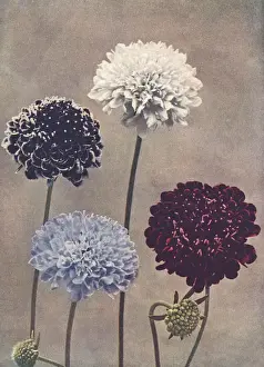 Purple Wildflowers Drucke: Sweet scabious