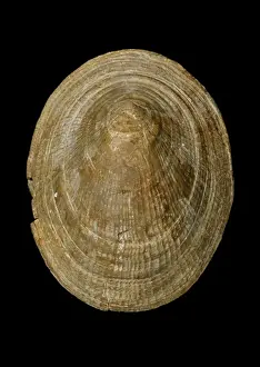 Symmetrokapulos, Schneckenfisch