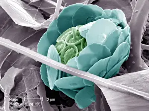 Syracosphaera anthos