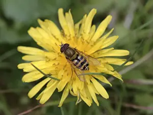 Hoverfly Species Drucke: Syrphus ribesii, hoverfly