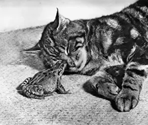 Unusual Animal Friends Drucke: Tabby cat and frog