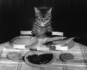 Katze Drucke: Katze mit Tabattel sitzt an einem Tisch