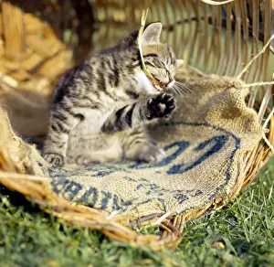 Unusual Animal Friends Drucke: Tabby kitten in a basket with canvas sacking