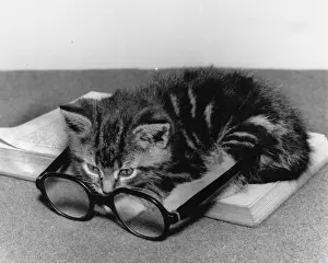 Unusual Animal Friends Drucke: Tabby kitten with book and spectacles